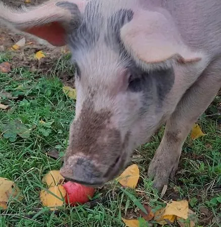 Tenuta La Scure La Cappella Сasa de vacaciones *